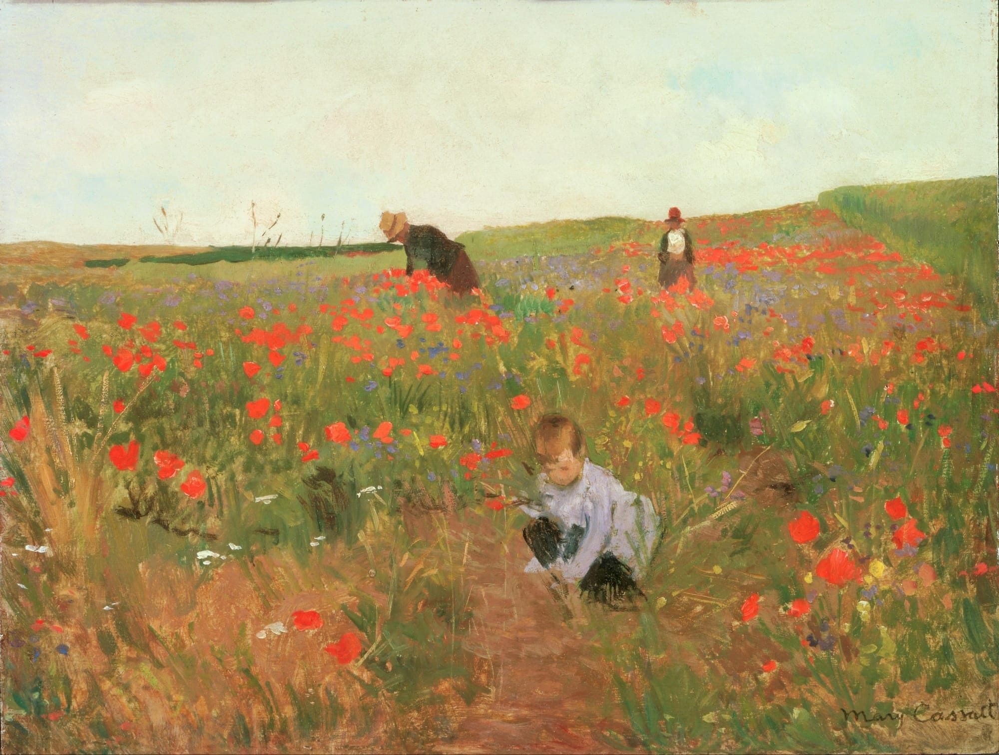 Poppies in a Field